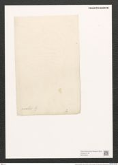 Amphora ovalis (Breb.) Kuetz. (de-Toni-Nr.: Genus 36, Species 1672) Zeichnungen Sammlung Grunow (NHMW-BOT-W0370654)